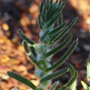 Dissocarpus paradoxus, cannonball burr, Cunnamulla