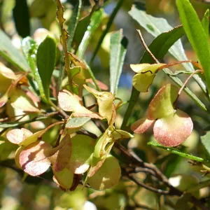 Dodonaea angustifolia, sticky hopbush, Tregole NP, Morven