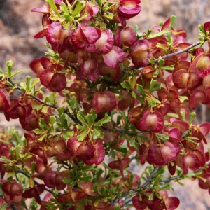 Dodonaea boroniifolia, St George