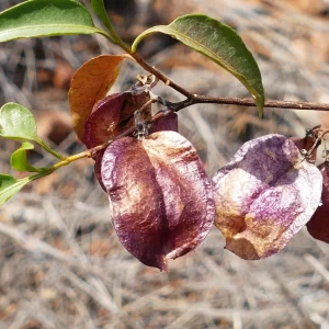 Dodonaea petiolaris, Bowra Wildlife Sanctuary, Cunnamulla