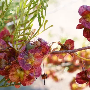 Dodonaea sinuolata ssp. acrodentata, Paddabilla bore, Eulo