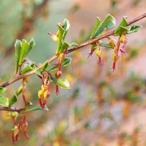 Dodonaea triangularis, Charleville