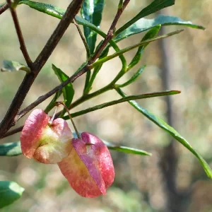 Dodonaea viscosa ssp. angustifolia, sticky hopbush, Tregole NP, Morven