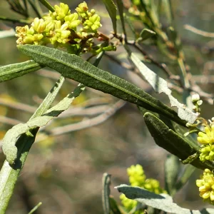 Dodonaea viscosa subsp. angustissima, narrow-leaf hop bush, Cunnamulla