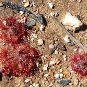 Drosera burmanni, tropical sundew, Miles