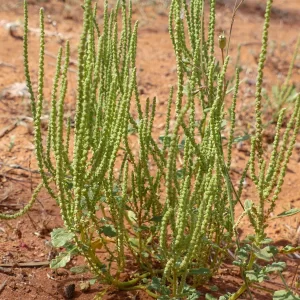 Dysphania kalpari, rat's tail, Bowra Wildlife Sanctuary, Cunnamulla