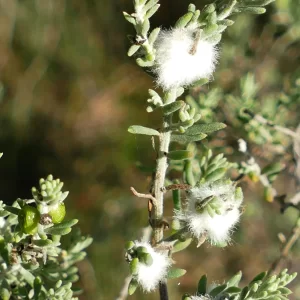 Enchylaena tomentosa, barrier saltbush, Cunnamulla