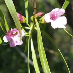 Eremophila bignoniiflora, bignonia emu bush, Cunnamulla