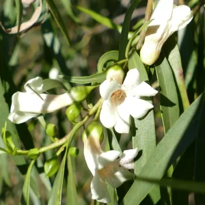 Eremophila bignoniiflora, bignonia emu bush, Bowra Wildlife Sanctuary, Cunnamulla