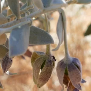 Eremophila bowmanii subsp. bowmanii, Quilpie_Thargomindah Road