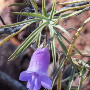 Eremophila gilesii, Charleville turkey bush, Bowra Wildlife Sanctuary, Cunnamulla