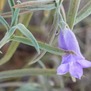 Eremophila gilesii ssp. gilesii, Charleville turkeybush, Windorah_Quilpie Road