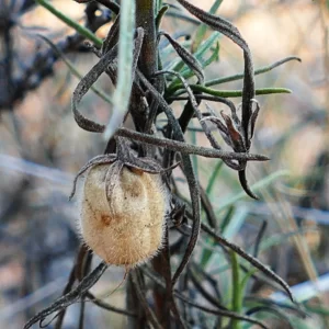 Eremophila gilesii subsp. gilesii, Charleville turkey bush, Charleville