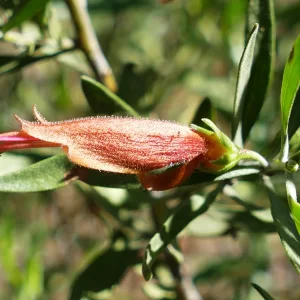 Eremophila glabra, tar bush, Tregole NP, Morven