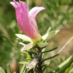 Eremophila latrobei, crimson turkey bush, Bowra Wildlife Sanctuary, Cunnamulla