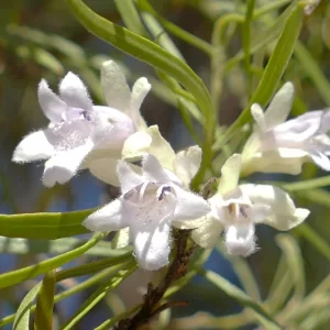 Eremophila mitchellii, bastard sandlewood, Paddabilla bore, Eulo