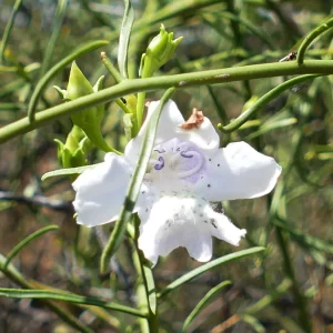 Eremophila polyclada, flowering lignum, Quilpie