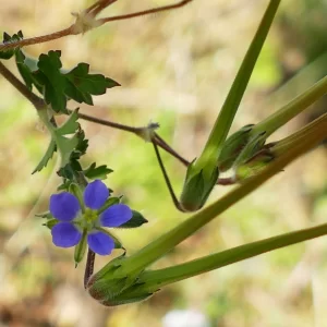 Erodium crinitum, blue crowfoot, Bowra Wildlife Sanctuary, Cunnamulla