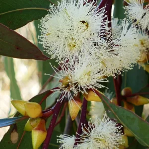 Eucalyptus sp, Miles