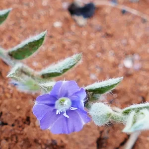 Evolvulus alsinoides, tropical speedwell, Charleville