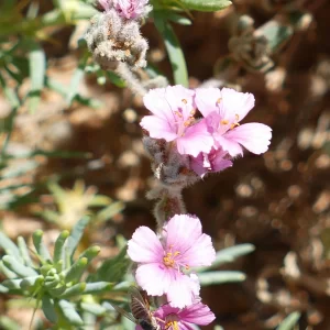 Frankenia serpyllifolia, Windorah_Quilpie Road