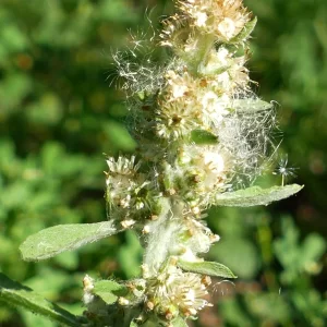 Gamochaeta pensylvanica, Pensylvania cudweed, 99, Wyandra