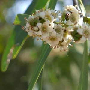 Geijera parviflora, wilga, Bowra Wildlife Sanctuary, Cunnamulla