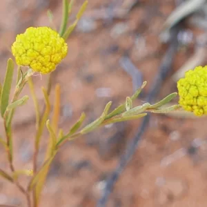 Gnephosis arachnoidea, Bowra Wildlife Sanctuay, Cunnamulla