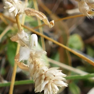 Gomphrena celosioides, gomphrena weed, Windorah