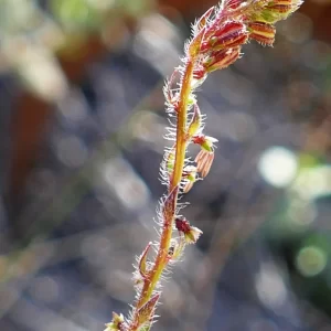 Gonocarpus chinensis subsp. verrucosus, Miles