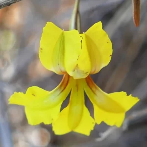 Goodenia bellidifolia ssp. argentea, Miles