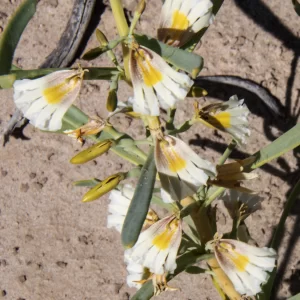 Goodenia collaris, Innamincka Road