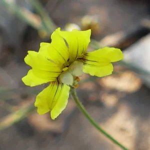 Goodenia fascicularis, Charleville