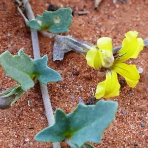 Goodenia glabra, Charleville