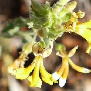 Goodenia heterochila, Quilpie