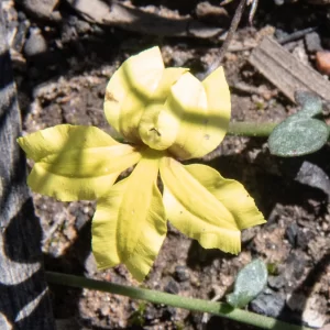 Goodenia paradoxa, spur goodenia, Miles