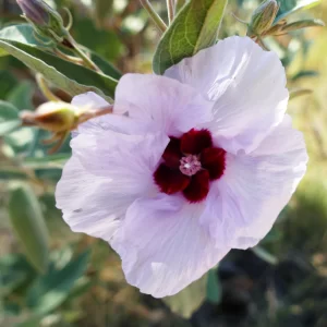 Gossypium australe, Australian desert rose, Quilpie