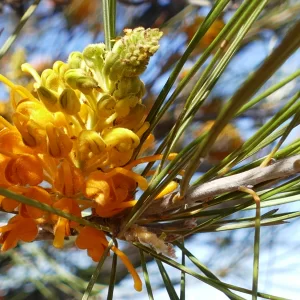 Grevillea juncifolia, honeysuckle grevillea, Thargomindah