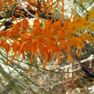 Grevillea juncifolia subsp. juncifolia, Windorah_Quilpie Road