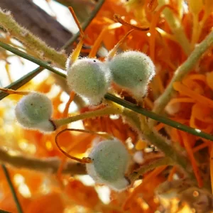 Grevillea juncifolia subsp. juncifolia, Windorah_Quilpie Road
