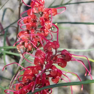 Grevillea longistyla, Miles