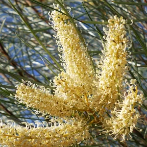 Grevillea striata, beefwood, Quilpie