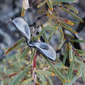 Hakea collina, Hell Hole Gorge NP, Adavale