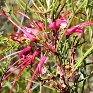 Hakea purpurea, needlewood, Miles