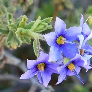 Halgania cyanea, rough halgania, Thargomindah