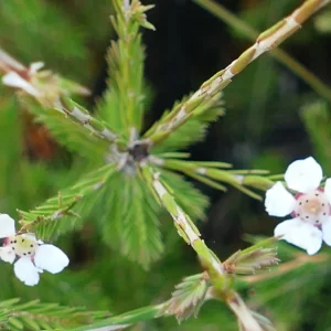 Harmogia densifolia, MIles
