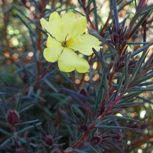 Hibbertia stricta, Miles