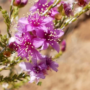 Homalocalyx polyandrus, Hell Hole Gorge NP, Adavale
