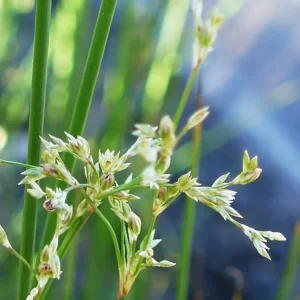 Juncus usitatus, tussock rush, Cunnamulla