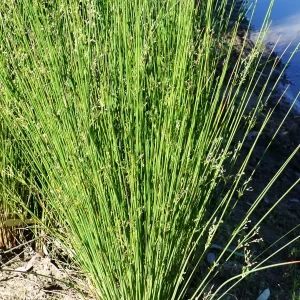 Juncus usitatus, tussock rush, Cunnamulla